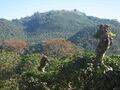 Coffee shadow trees in Costa Rica