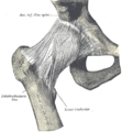 Greater trochanter