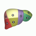Liver