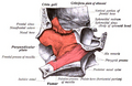Vomer bone, inferior view