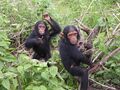 Chimpanzees