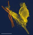 Immune system