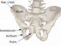 Pelvis diagram