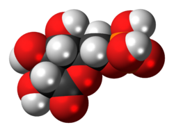 6-Phosphogluconolactone-3D-spacefill