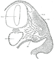 Transverse section of a human embryo showing early vertebral development.