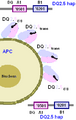 HLA-DQ2.5-2.5 protein