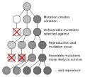 Mutation and selection diagram