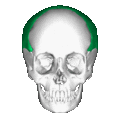 Animation of the parietal bone