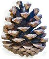 Pinus nigra cone