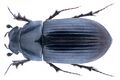 Hymenoptera