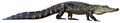 Alligator