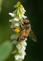 Apis mellifera on Melilotus albus