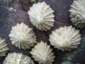 Common limpets on a rock