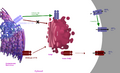 Elexacaftor tezacaftor ivacaftor mechanism of action