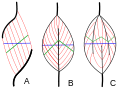 Diagram of muscle fiber arrangement
