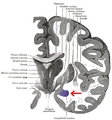 Gray 718 amygdala
