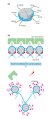 Nucleosome