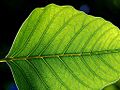 Photosynthesis