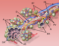 Bronchial anatomy