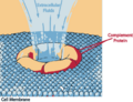 Complement-mediated cell death