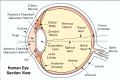 Diagram of the human eye