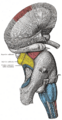 Middle cerebellar peduncle