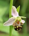 Ophrys apifera flower