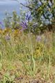 Close-up of Camassia quamash flowers