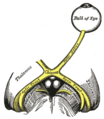 Cerebral peduncle