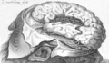 Lateral sulcus
