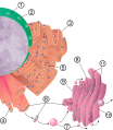 Nucleus ER Golgi