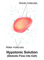 Osmotic flow in a hypotonic solution