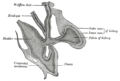 Gray's Anatomy illustration 1118