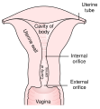 Diagram of the female reproductive system