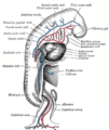 Dorsal aorta