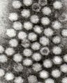 Adeno-associated viruses