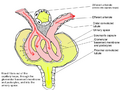 Glomerular physiology