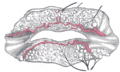 Diagram of the Human Lip