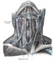 Gray's Anatomy illustration of the transverse cervical veins