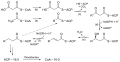 Saturated fatty acid synthesis