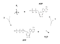 Conversion between ATP and ADP
