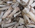 Agarwood
