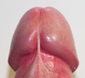 Anatomical illustration of the glans penis