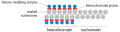 Heterochromatin vs. euchromatin