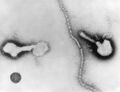 Parainfluenza virus