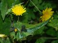 Sonchus oleraceus plant in February