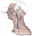 Anatomy of the veins of the neck