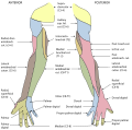 Gray's Anatomy illustrations 812 and 814