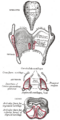 Medium-sized artery showing layered structure