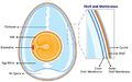 Anatomy of an egg labeled